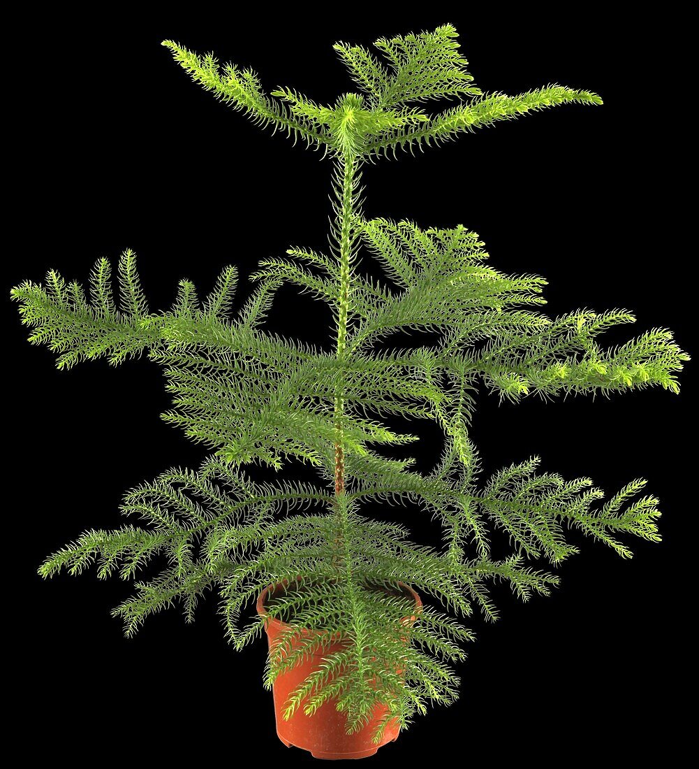 Araucaria heterophylla