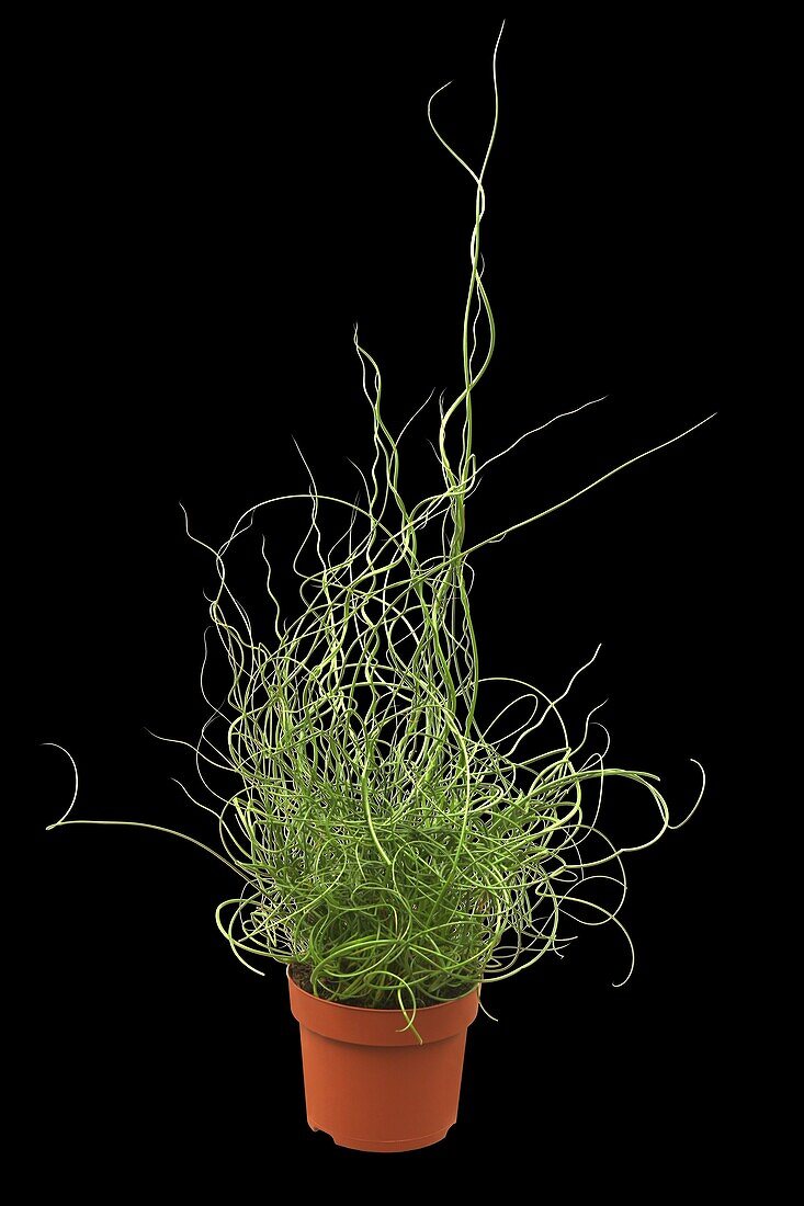 Juncus effusus 'Spiralis