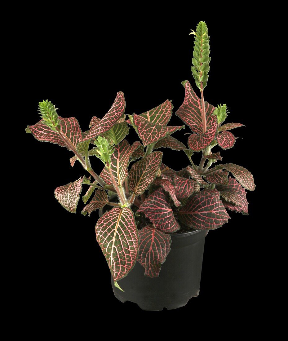 Fittonia