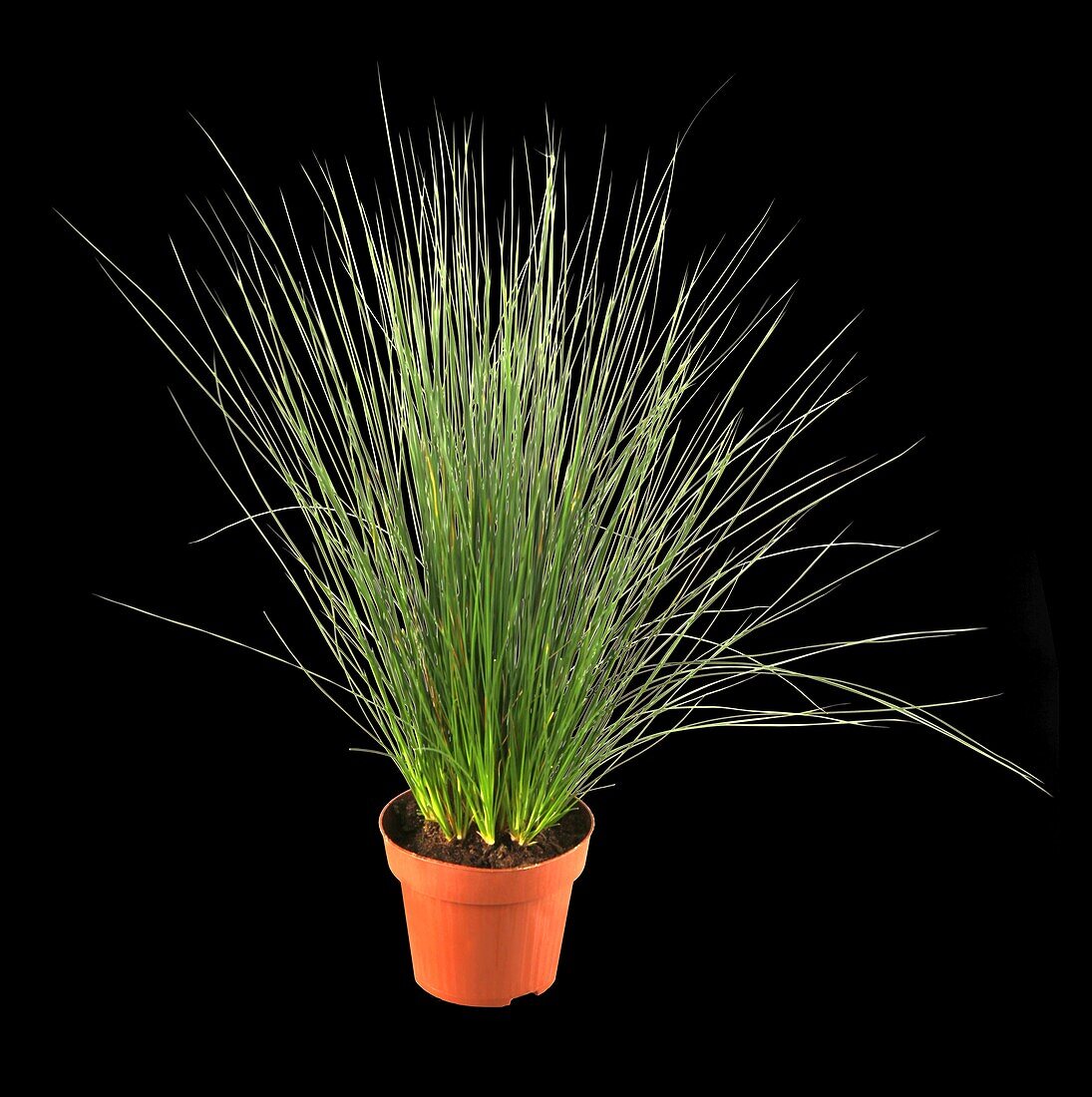 Juncus inflexus 'Pencil Gras'