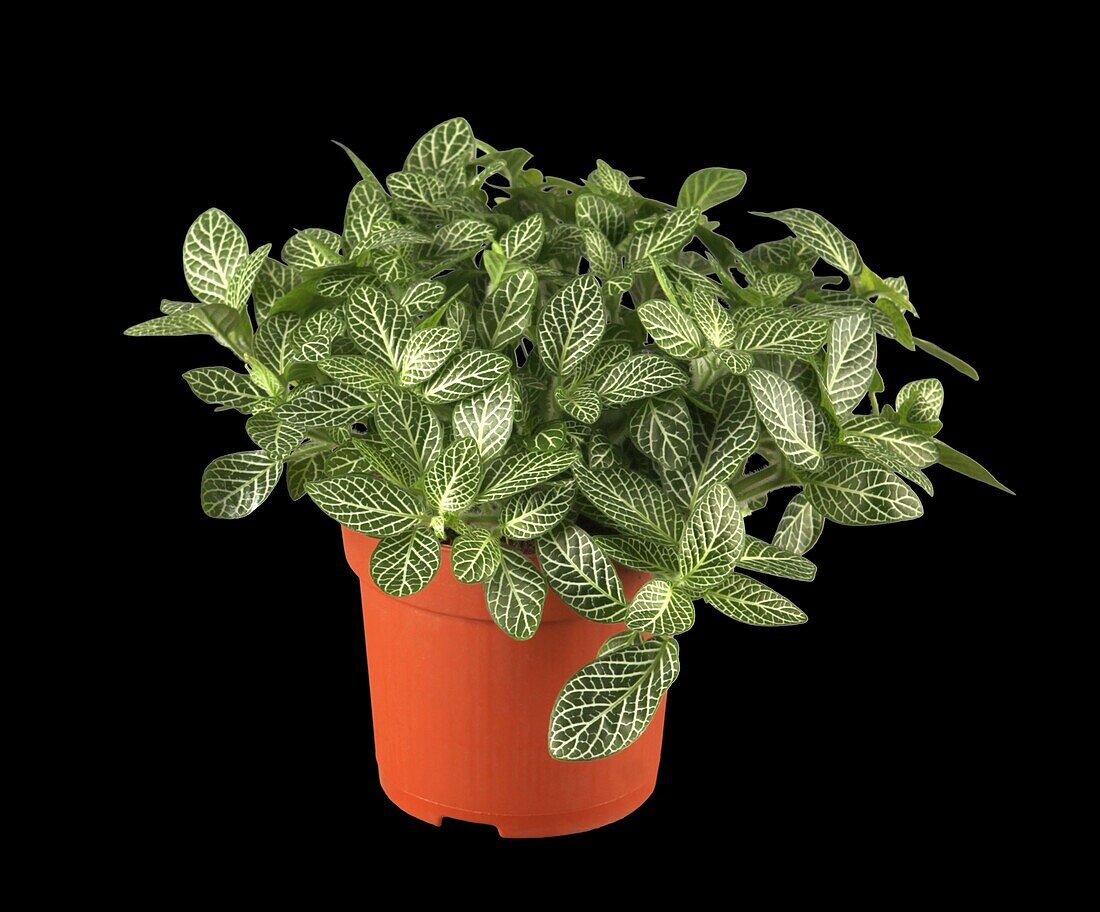 Fittonia verschaffeltii 'Mont Blanc'