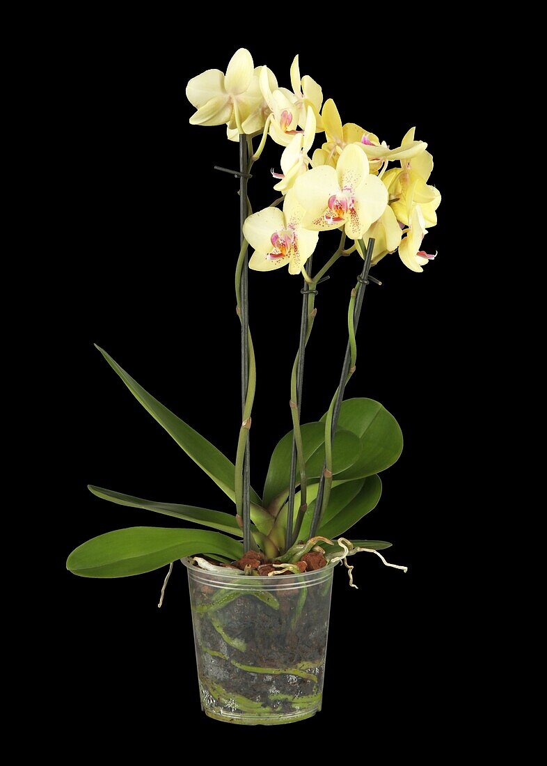 Phalaenopsis