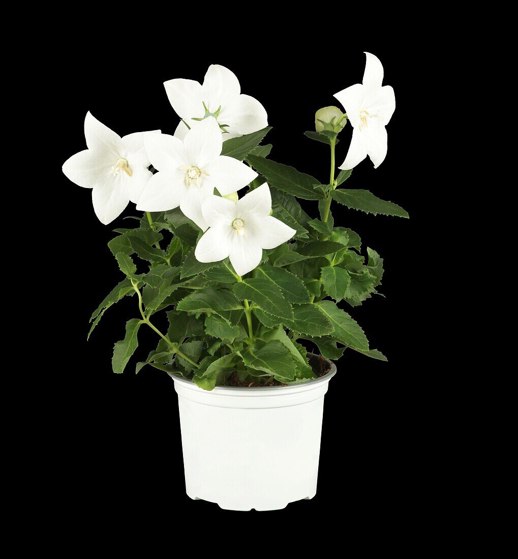 Platycodon grandiflorus, weiß