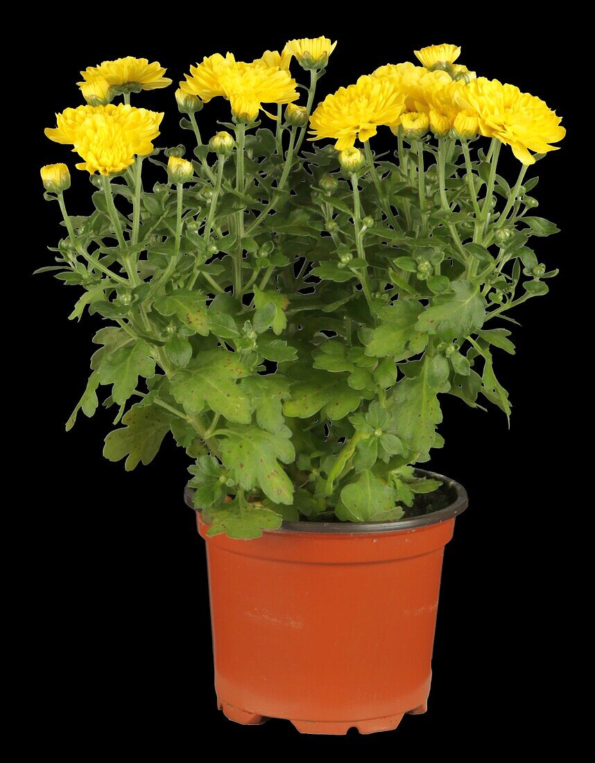 Chrysanthemum indicum