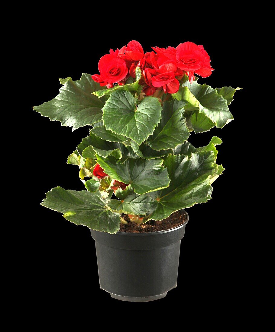 Begonia elatior, red