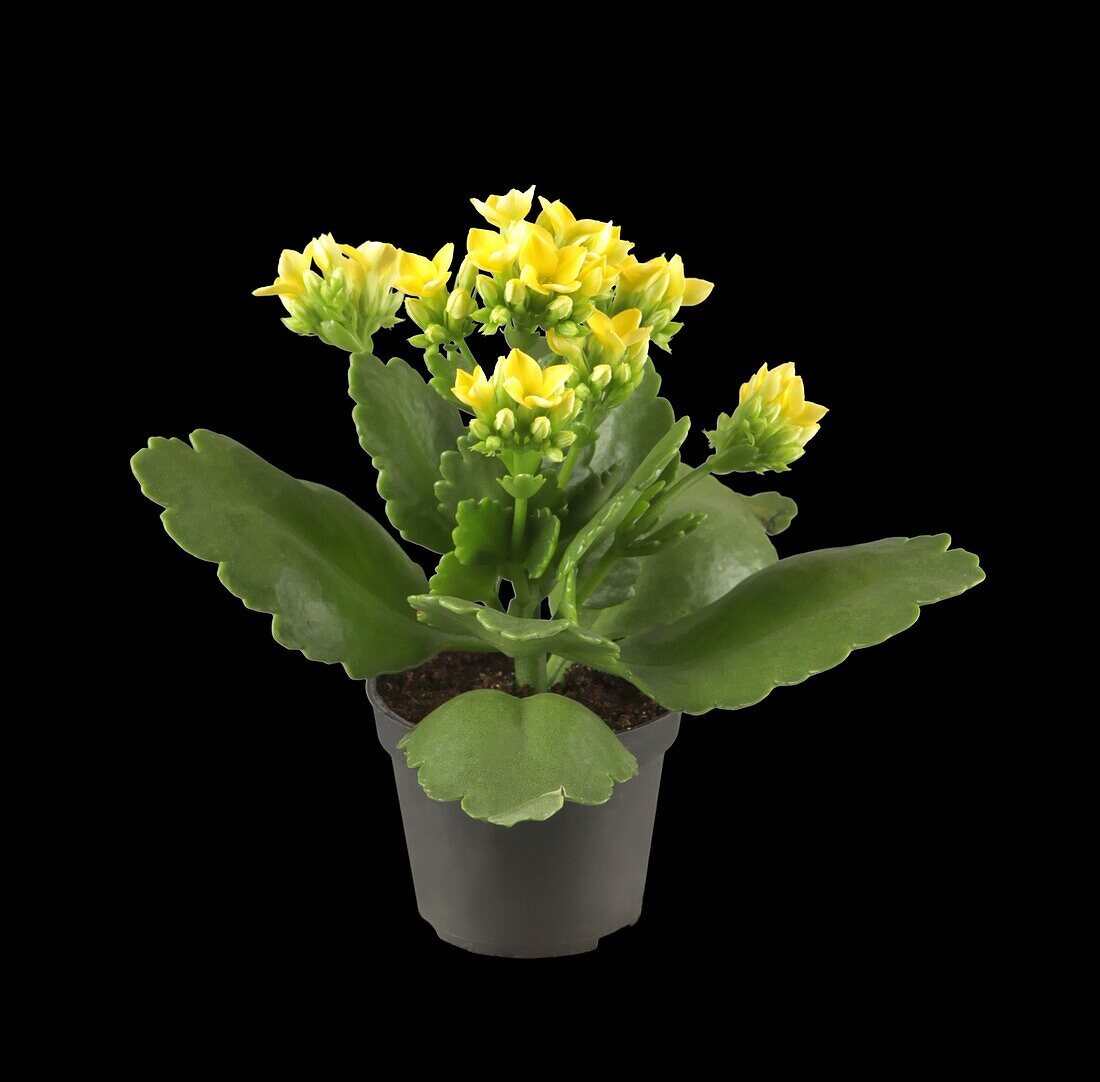 Kalanchoe blossfeldiana