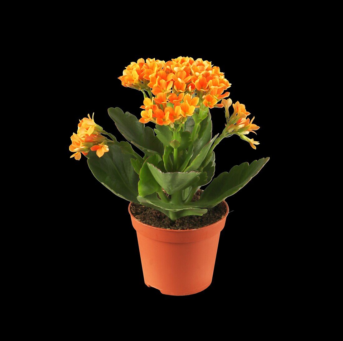 Kalanchoe blossfeldiana