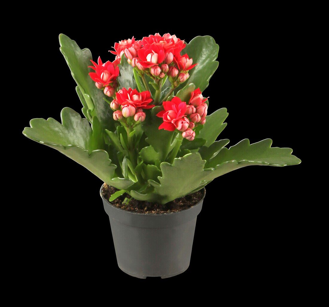 Kalanchoe blossfeldiana