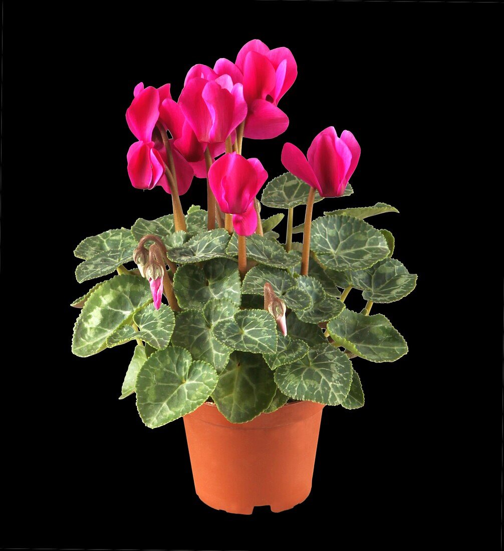 Cyclamen persicum