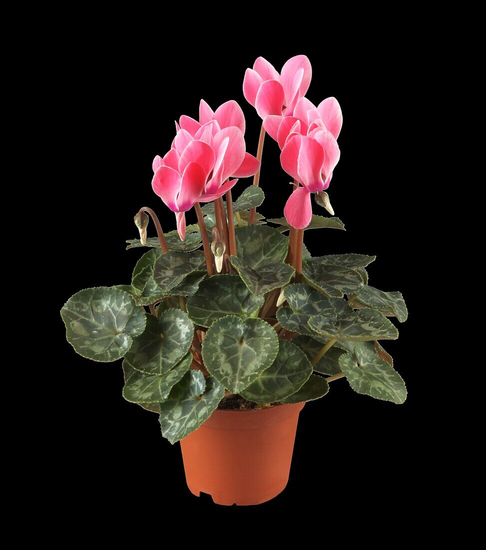 Cyclamen persicum