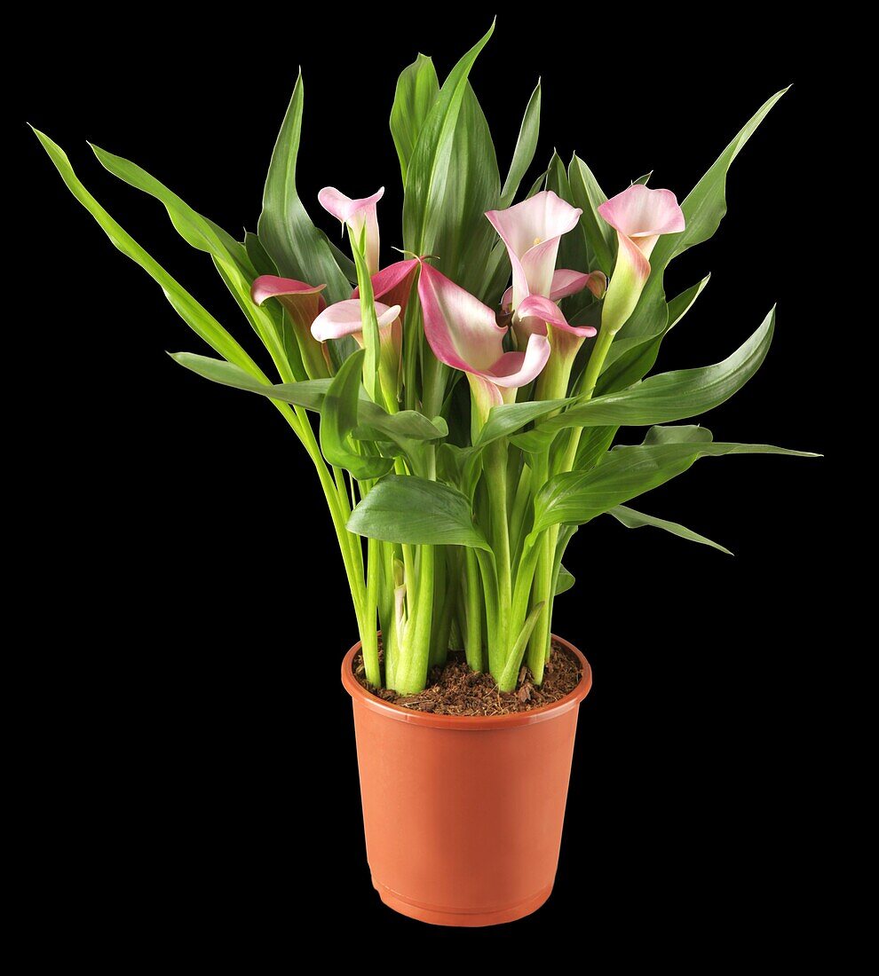 Zantedeschia rehmannii