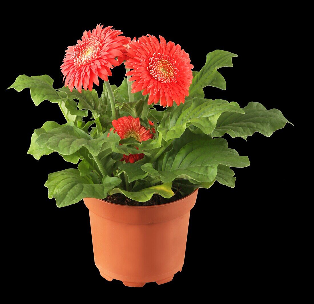 Gerbera