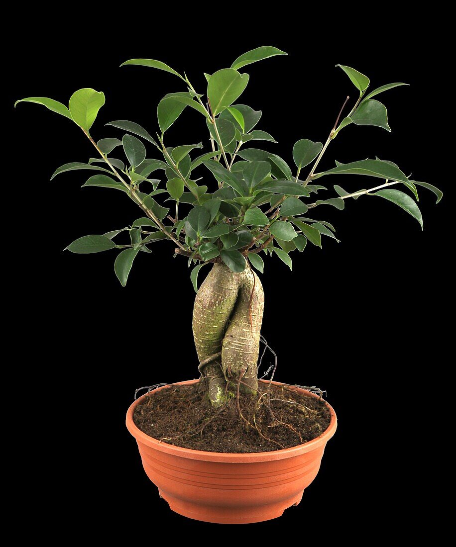 Ficus microcarpa 'Ginseng'