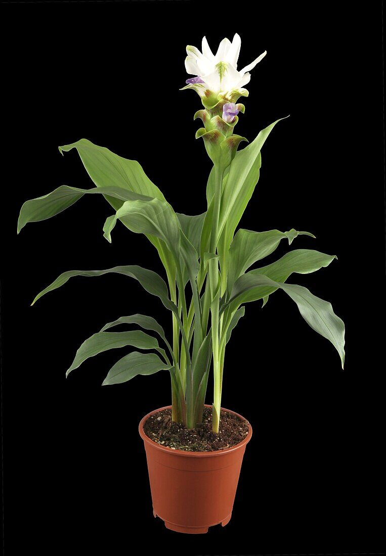 Curcuma alismatifolia Siam