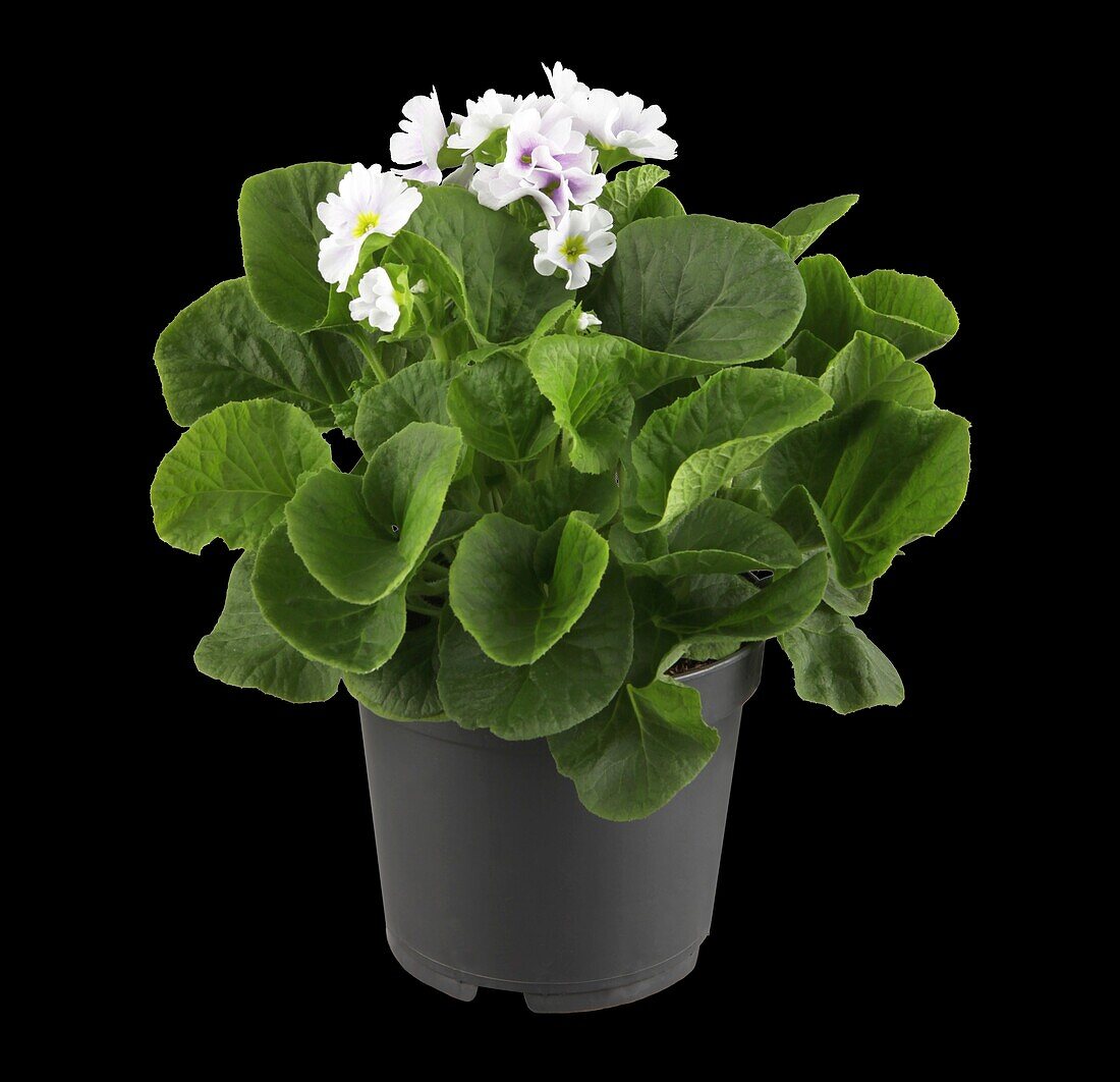 Primula obconica 'Touch Me'®