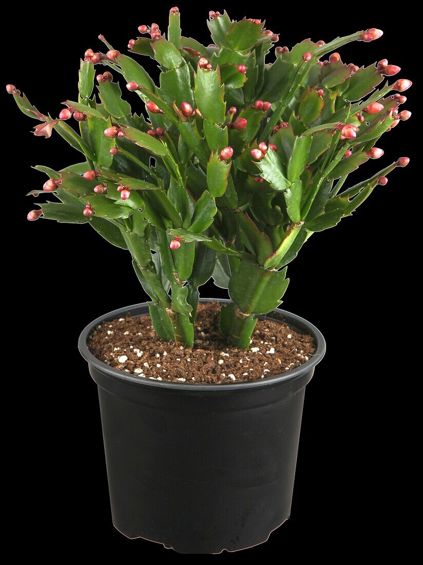 Schlumbergera bridgesii, rot