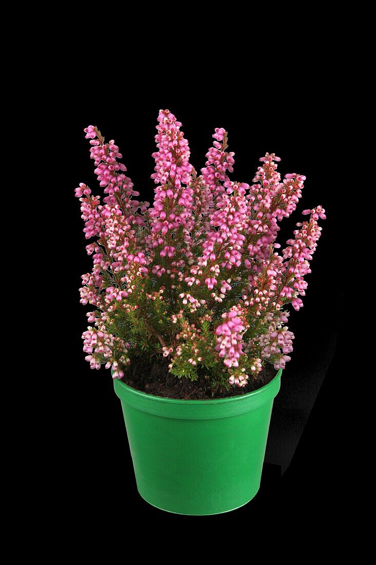 Erica gracilis 'Mini Queens'