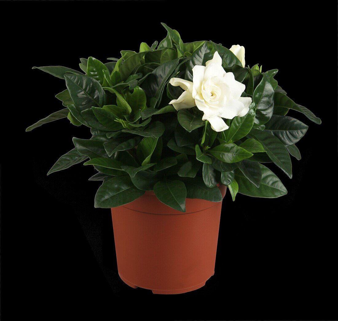 Gardenia jasminoides