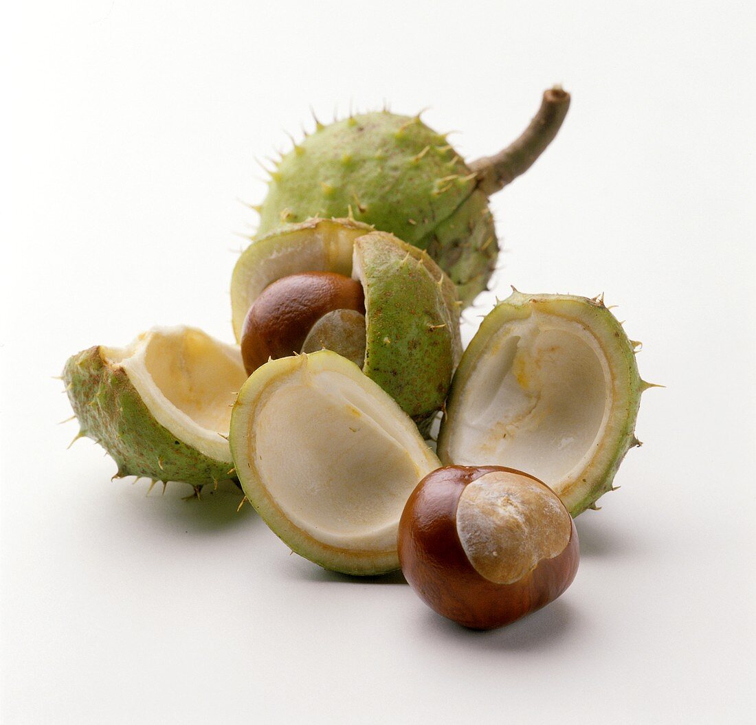 Horse Chestnuts