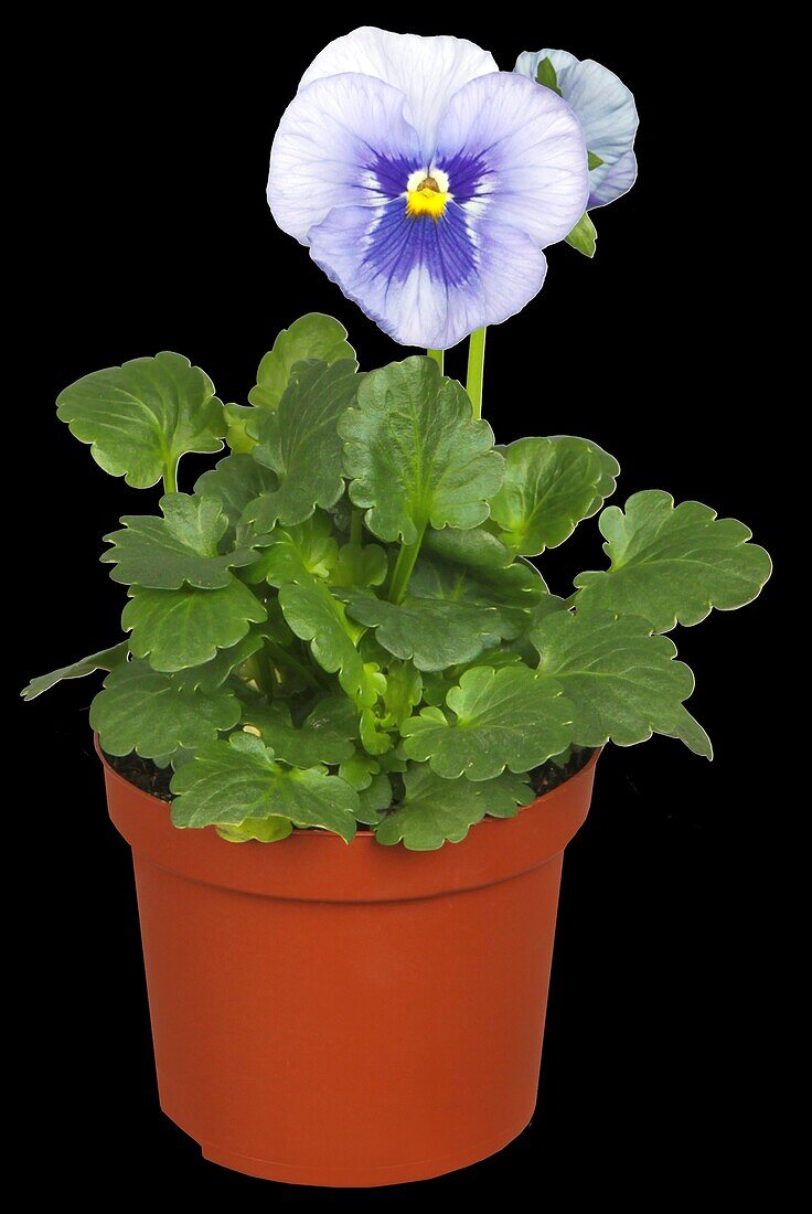 Viola x wittrockiana, blue
