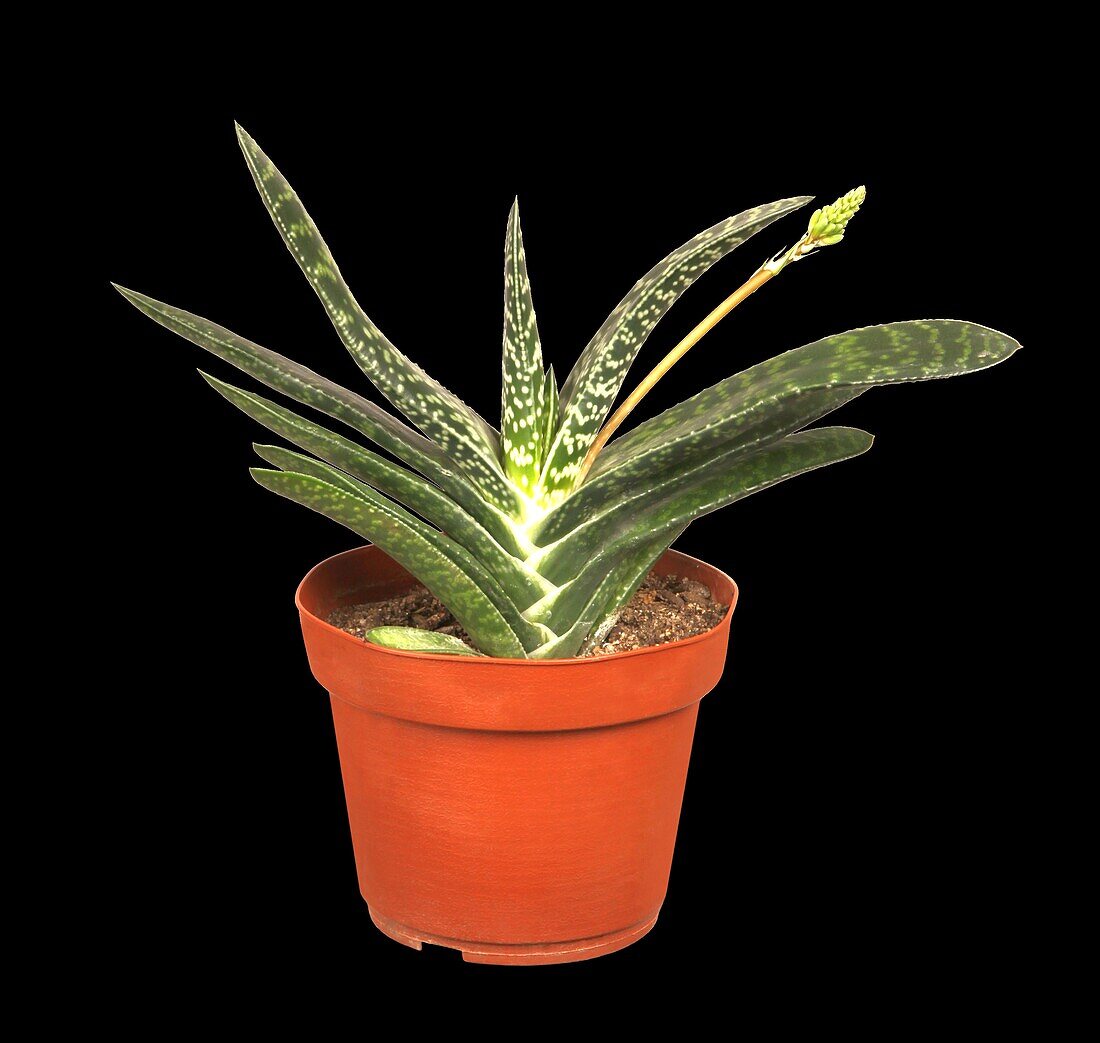 Gasteria