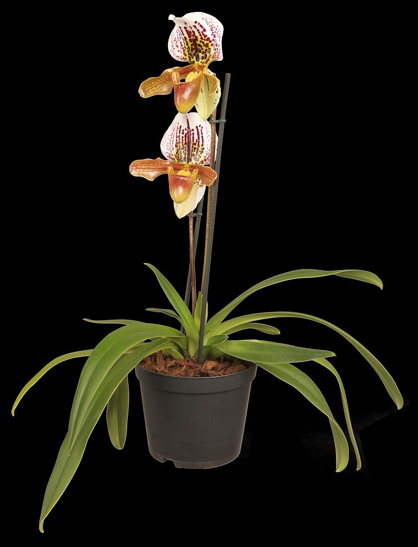 Paphiopedilum