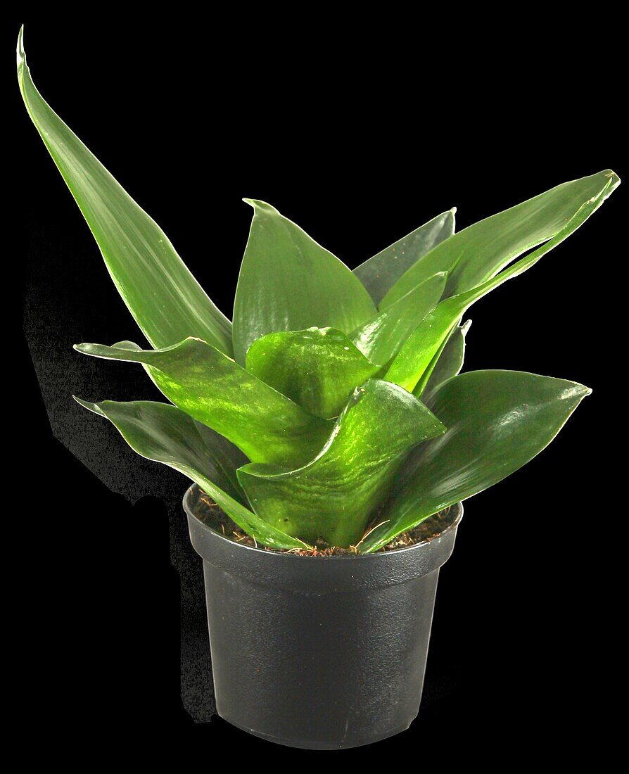 Sansevieria trifasciata 'Black Hahnii'