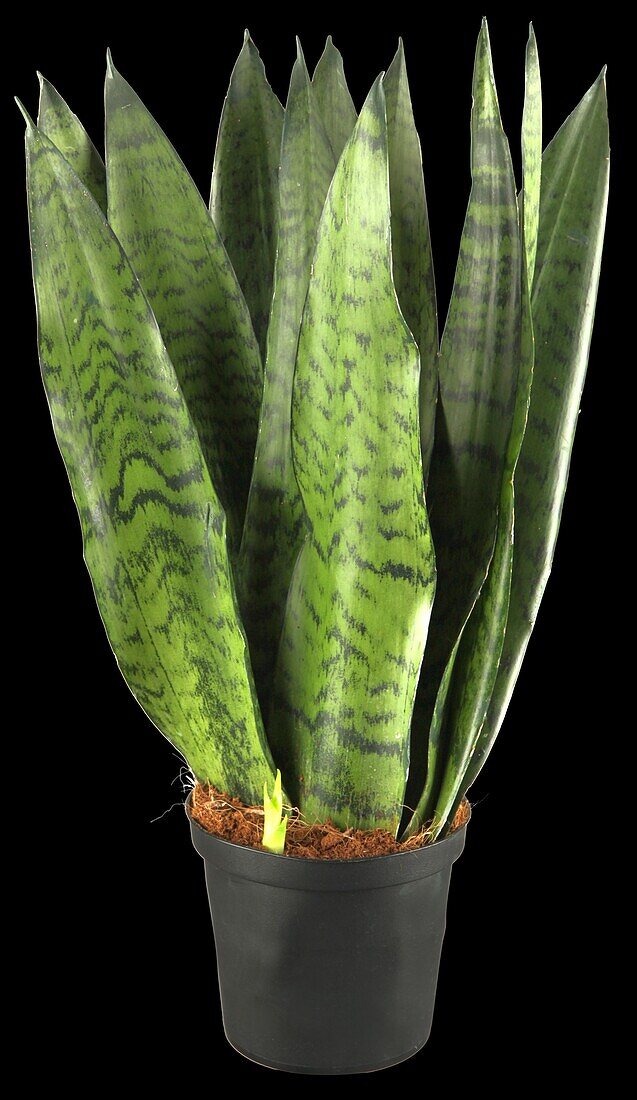 Sansevieria zeylanica