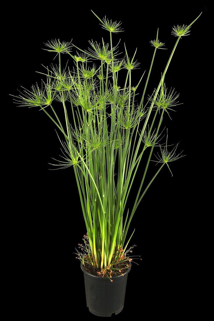 Cyperus haspan