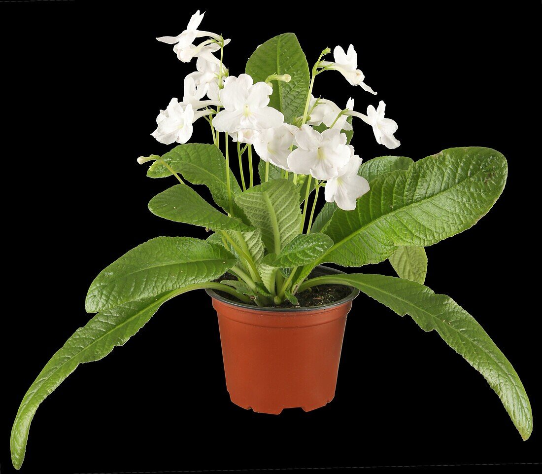 Streptocarpus haygarthii