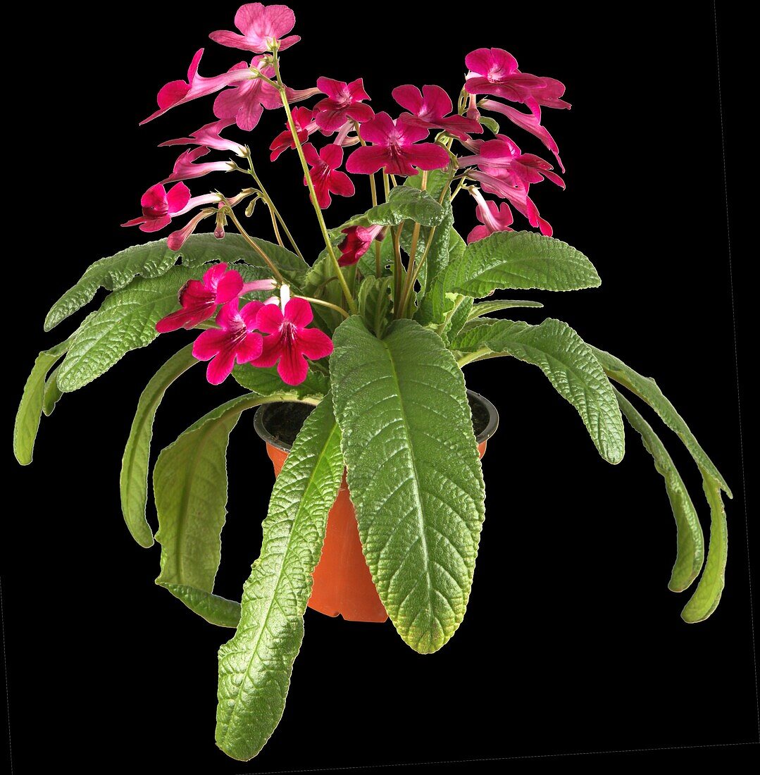 Streptocarpus haygarthii