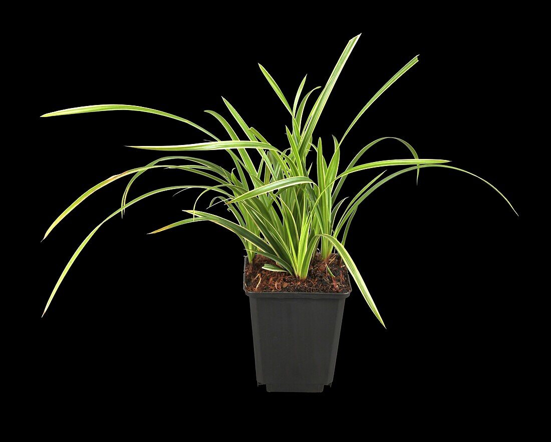 Carex ornithopoda