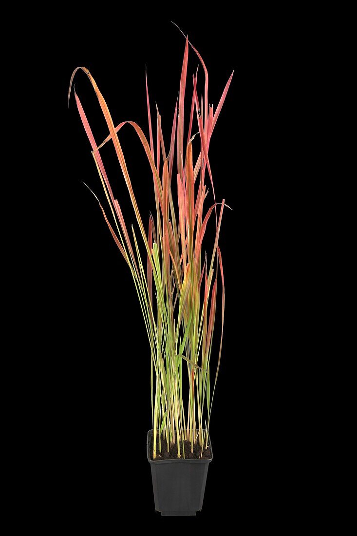 Imperata cylindrica