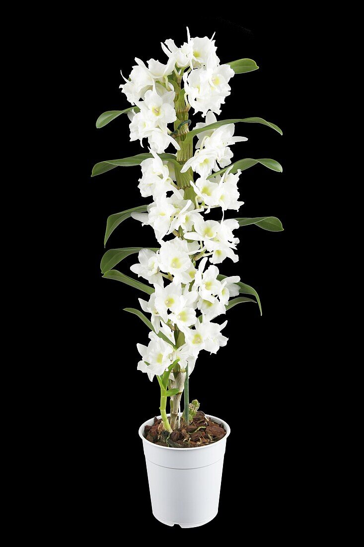 Dendrobium nobile