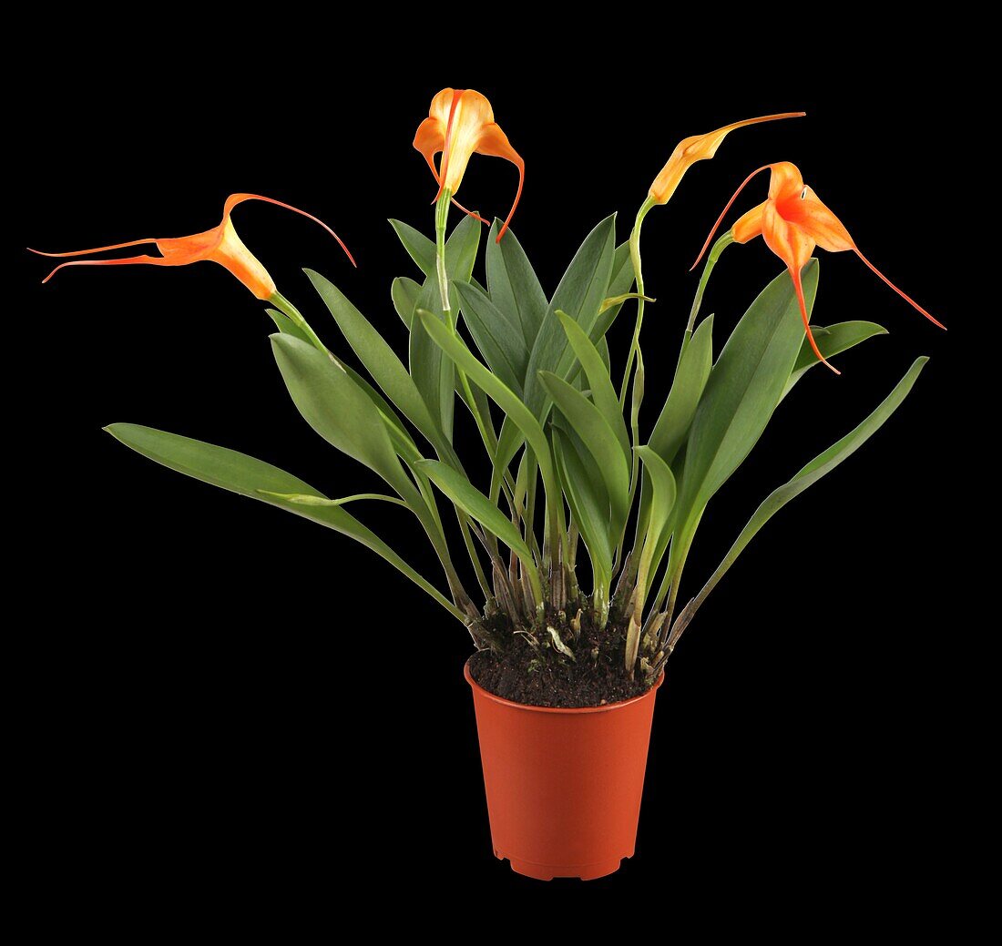 Masdevallia