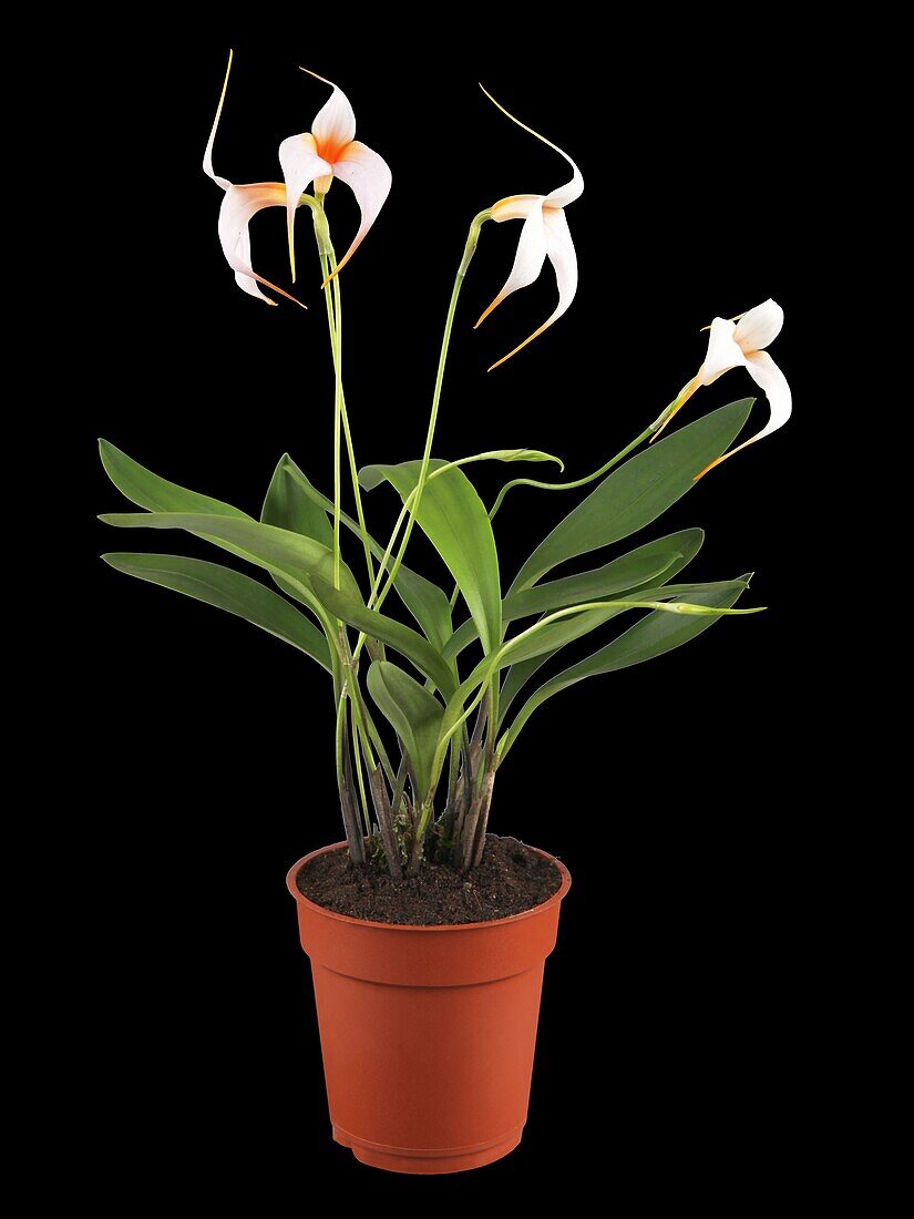 Masdevallia