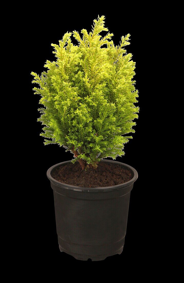 Chamaecyparis lawsoniana 'Ellwood´s Gold'