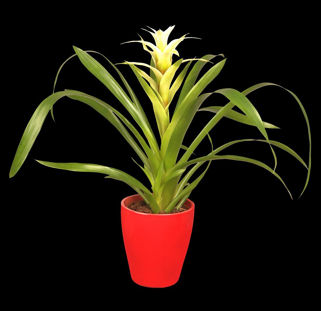 Guzmania