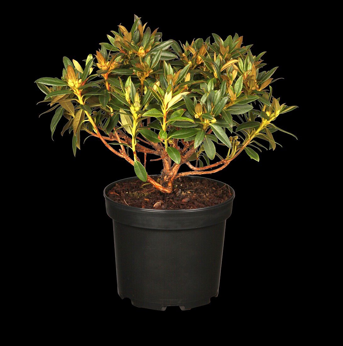 Rhododendron keleticum 'Robert Seleger'