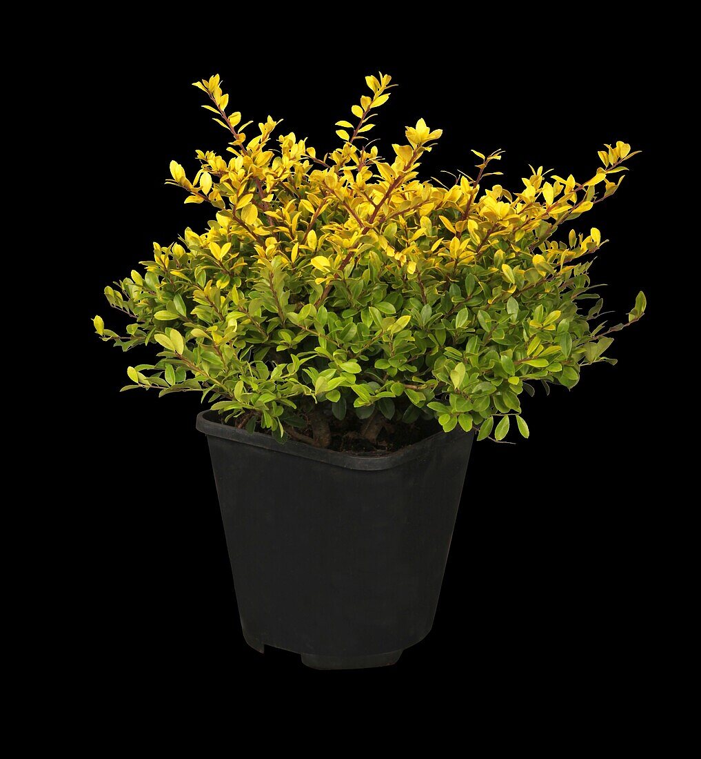 Ilex crenata 'Golden Gem'