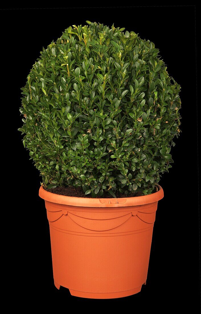 Buxus sempervirens, globe bulb