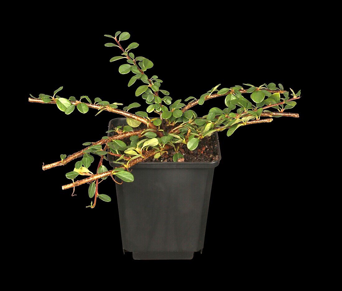 Cotoneaster dammeri 'Frieders Evergreen'
