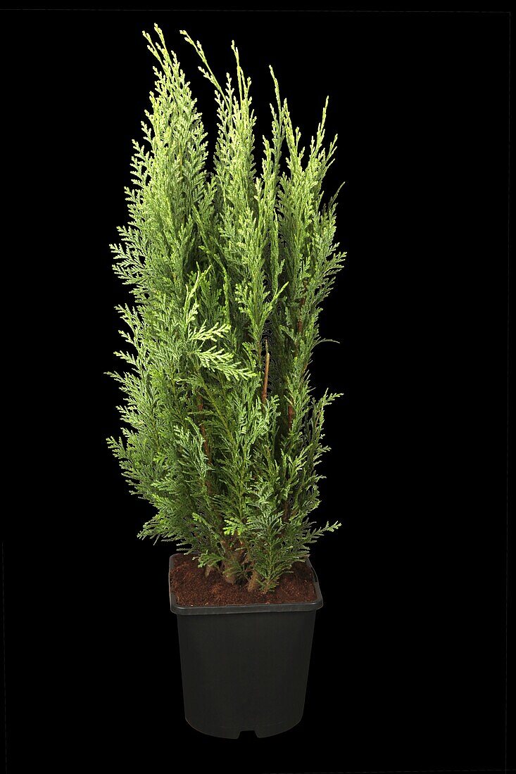 Chamaecyparis lawsoniana 'White Spot'