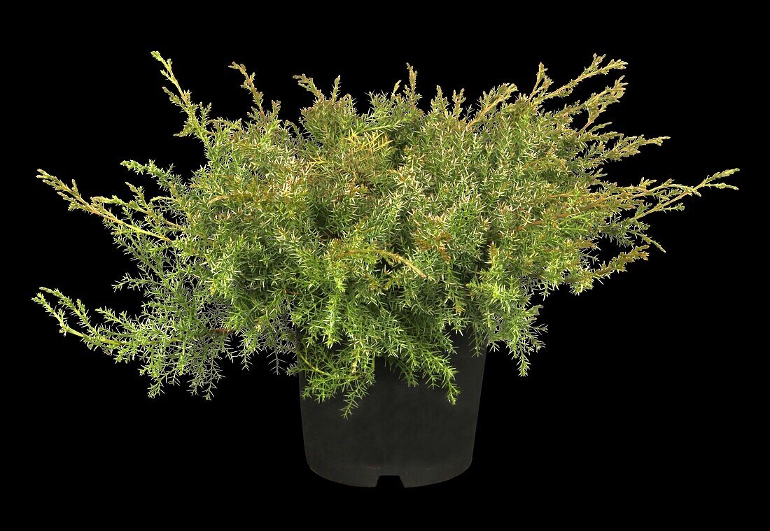 Juniperus davurica 'Leningrad'
