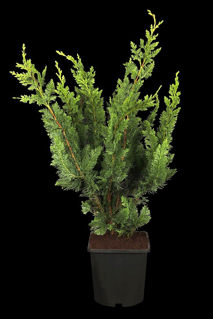 Chamaecyparis lawsoniana 'Wisselii'