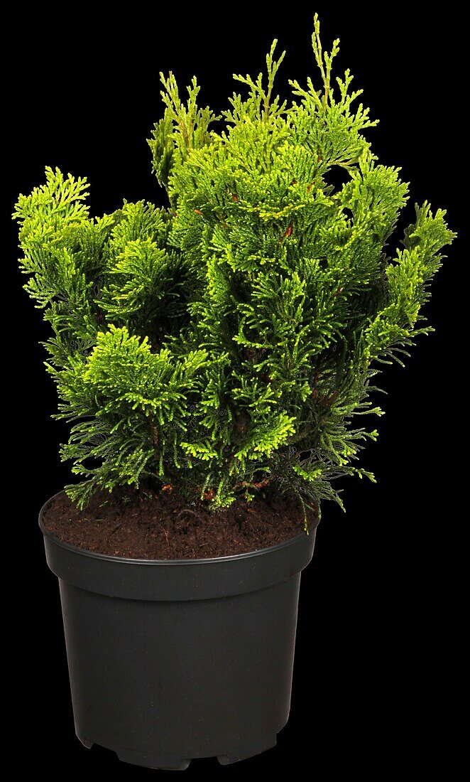 Chamaecyparis obtusa 'Nana Aurea'