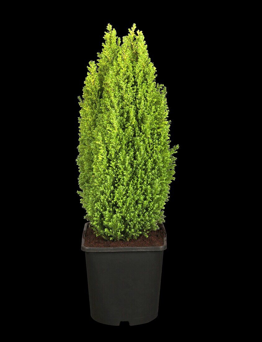 Chamaecyparis lawsoniana 'Ellwood's Gold Pillar'