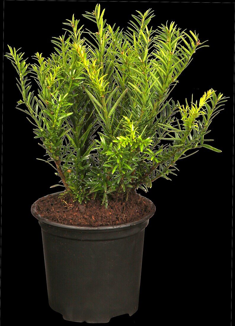 Taxus baccata 'Renke's Little Greenery'®
