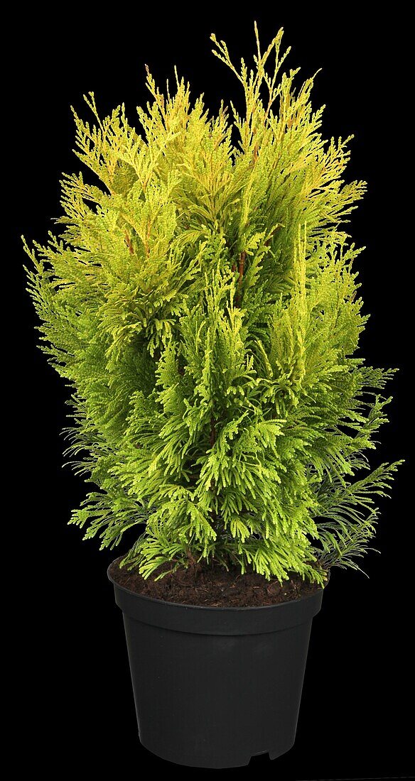 Thuja plicata '4ever' GOLDY®(s)