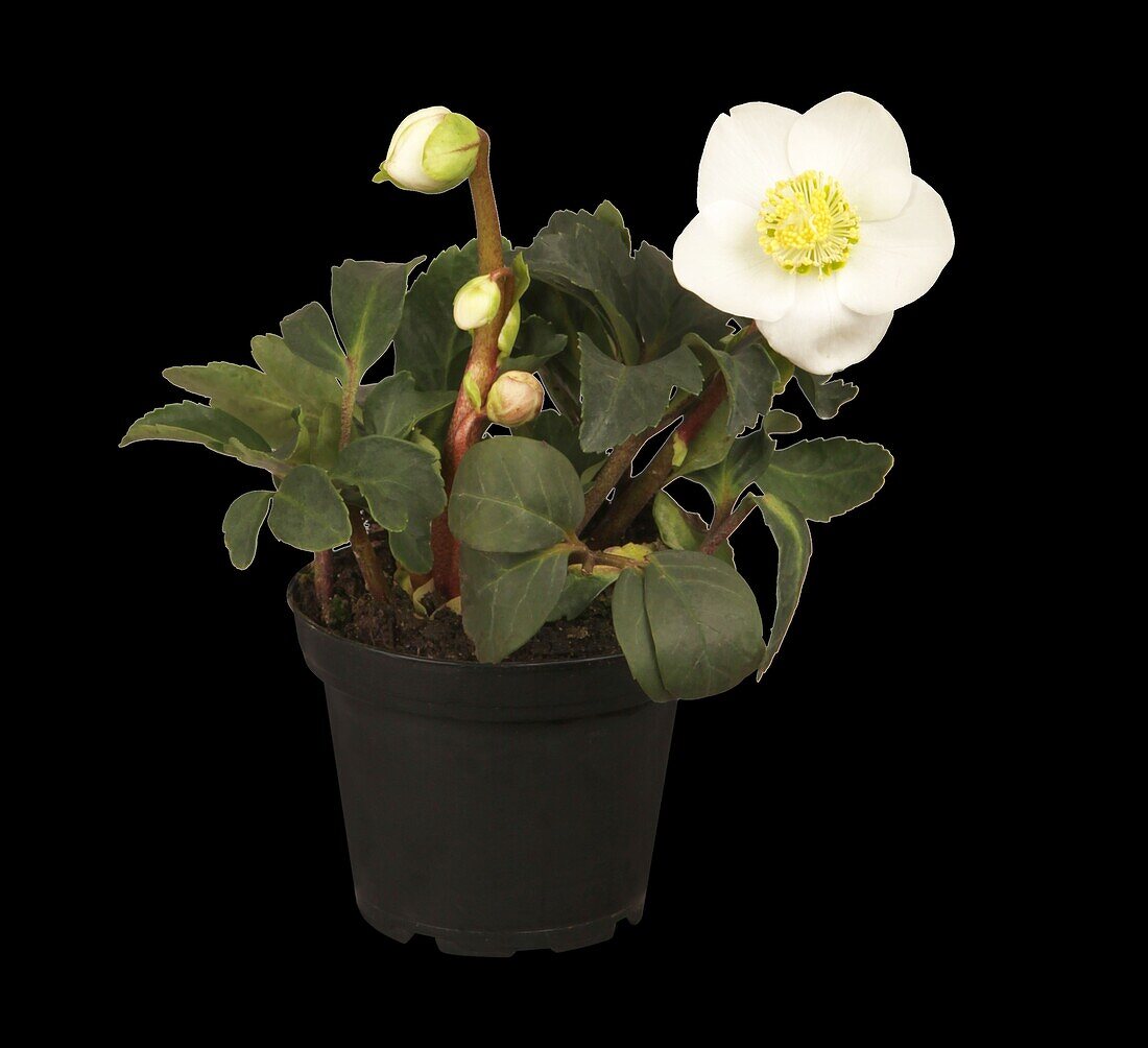 Helleborus niger